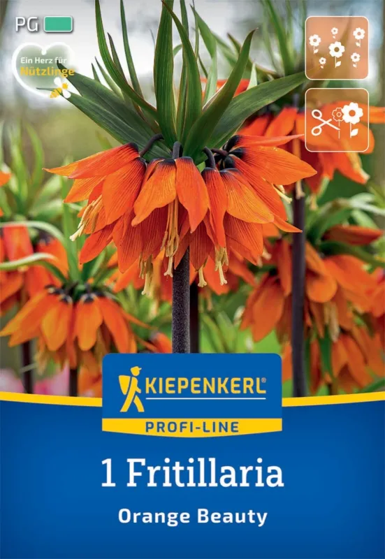KIEPENKERL PROFI LINE Blumenzwiebel Kaiserkrone 'Orange Beauty', 1 Stück - Gallerie Bild 1
